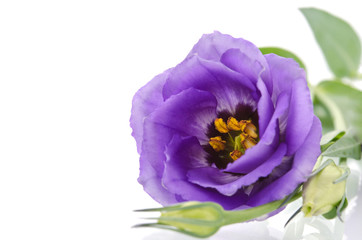 Obraz na płótnie Canvas beautiful bud of eustoma flower on white background.