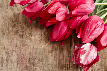 Naklejka na ściany i meble corner for photo from fresh tulips