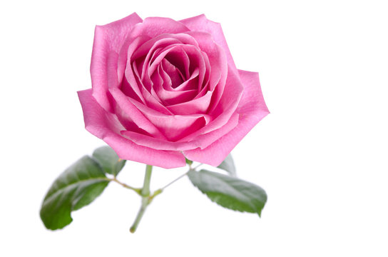 beautiful single pink rose on a white background. top view