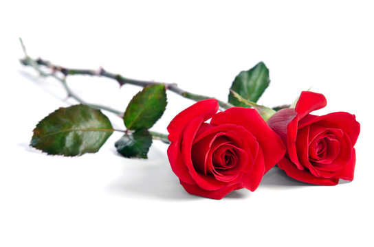 Fototapeta two beautiful red roses isolated on white background