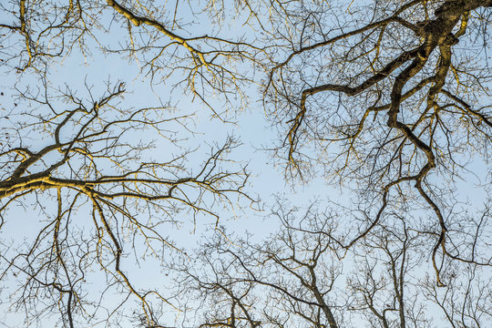 Silhouettes of oak trees