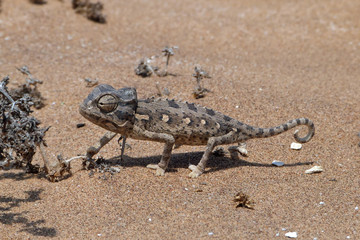 Chamäleon in der Namibwüste