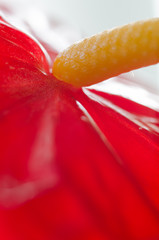 Anthurie (Anthurium)