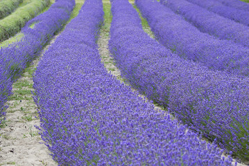 Growing lavender..