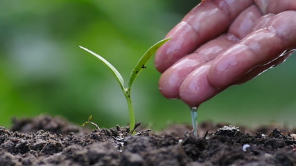 Male hand plant watering slow motion shot