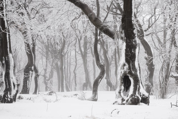 winterlicher Buchenwald