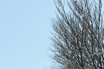 frondaison sous la neige et le ciel bleu