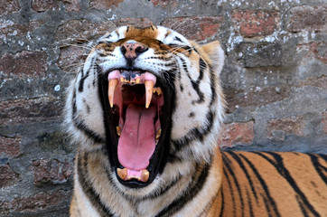 Tiger 7 © fotocof