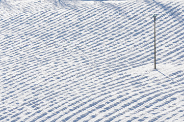 arbre solitaire au milieu d'un champ de lavande sous la neige
