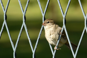 Sparrow on a fence with green background
