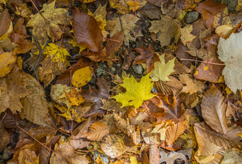 Forest Floor Collage Of Fallen Leaves
