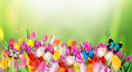 Fototapety  Piękny bukiet tulipanów.