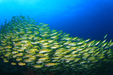 Fototapeta na wymiar School of Bigeye Snapper fish