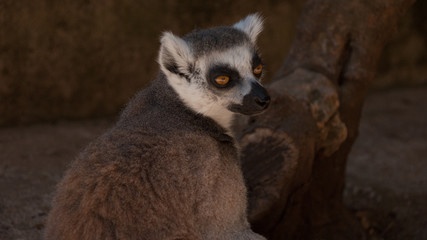 lemur