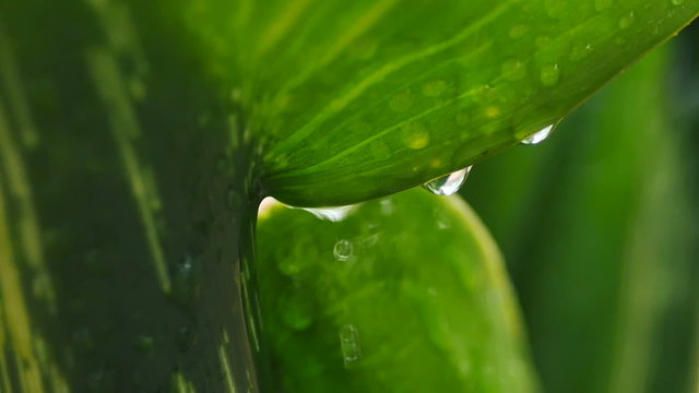 Slow motion water dropping on plant leave