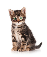 Obraz premium Słodki kotek