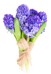 Blue  hyacinth