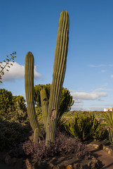 Cactus