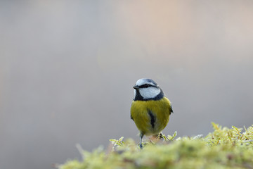 Blue tit