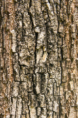 Bark hard wood texture natural background