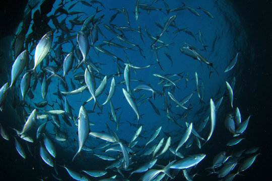 School of Mackerel fish