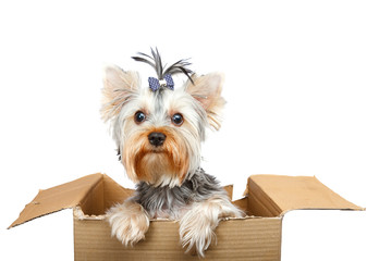 Yorkshire Terrier in cardboard box - 78582475