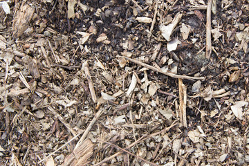 Forest Ground Floor Texture