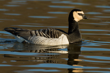 Obraz premium Weißwangengans