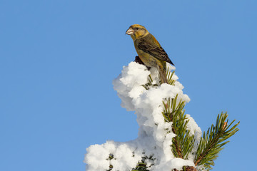 Fichtenkreuzschnabel