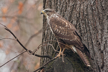Mäusebussard