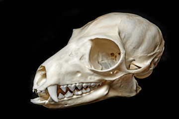 skull of Lemur catta © Vera Kuttelvaserova