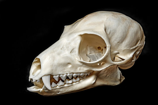 skull of Lemur catta