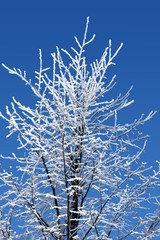 Frost covered tree