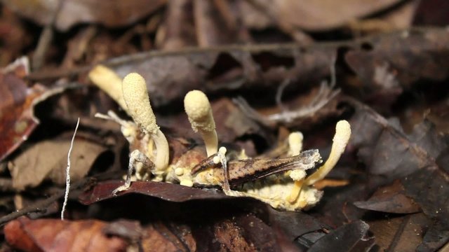 Cordyceps fungus infecting a grasshopper in rainforest, Ecuador