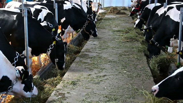 Simmental cows in a large barn