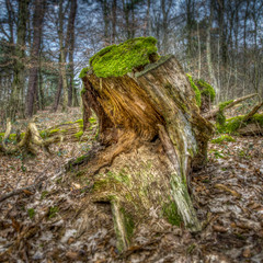 Baumstumpf
