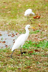Bird egret