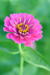 zinnia flower