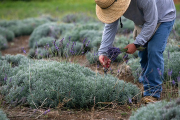 Man Harvesting Lavender