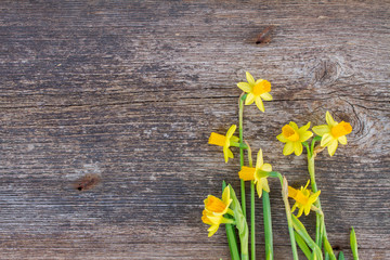 daffodils on wooden background © neirfy