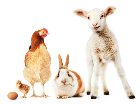 Lamb, rabbit, hen, chick and egg