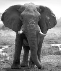 Papier Peint photo Éléphant Grand éléphant prêt à charger dans le delta de l& 39 Okavango, Botswana noir un