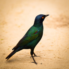 African beautifully colored bird in sand