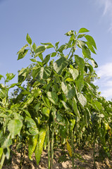 Growing bio vegetables in the northern Bulgaria