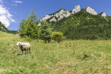 Trzy korony i owca © Piotr Szpakowski