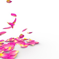 Fototapeta premium Rose petals on isolated background