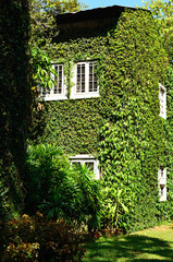 Green ivy surrounding the wall