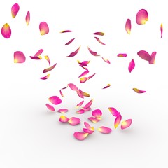 Rose petals on isolated background
