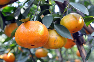   tangerines
