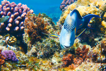 Fototapeta na wymiar Arabischer Doktorfisch im roten Meer